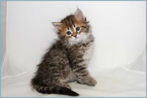 Male Siberian Kitten from Deedlebug Siberians